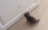 Maca junakinja videa koji je nasmijao korisnike Twittera (VIDEO)