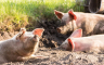 Lukić: Situacija sa afričkom kugom svinja u Srpskoj povoljnija