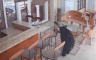Porodični frižider bio žrtva tronožnog medvjeda lopova (VIDEO)