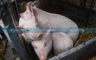 Zaražene svinje švercuju u Hercegovinu, ministar najavljuje krivične prijave