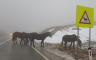 Predivan prizor na prevoju Borova Glava, divlji konji na putu (FOTO)