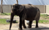 Uginula najusamljenija slonica na svijetu, pola vijeka sama (VIDEO)