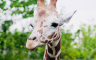 Beba žirafe koja još nije naučila kako da popije vodu rastopila internet (VIDEO)