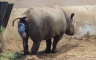 U zoo-vrtu slučajno snimljeno rođenje crnog nosoroga