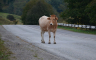 Donesen plan službenih kontrola farmi goveda, ovaca i koza
