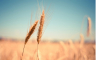 Rusija ponovo među pet najvećih izvoznika žita u EU
