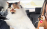 Vlasnici odveli mačku na prvu vožnju, nisu bili spremni na njenu reakciju (VIDEO)