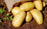 Da li je opasno jesti krompir koji je proklijao, zelen ili ima smeđe mrlje