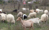 Sa livade u Kotor Varošu ukrao dvije ovce i tri koze