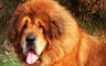 Tibetanski mastif - Najskuplji pas na svijetu
