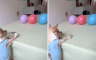 Čivava zaludjela TikTok: Pogledajte kako spretno gađa balone (VIDEO)