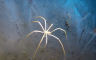 Tajne antarktičkih morskih paukova otkrivene nakon 140 godina