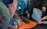 Zaplijenjen aligator težak 340 kg, plivao u bazenu s djecom