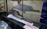 Pronađen fosil riječnog delfina starog 16 miliona godina