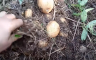 Kako da posadite krompir na travi ili kako do krompira bez motike?