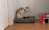 Mačka ukrala krevet haskiju (VIDEO)