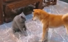 Svađa mačke i psa hit na internetu: "Stisnula je turbo dugme" (VIDEO)