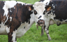 Većina mljekara u Britaniji krši pravila o zagađenju
