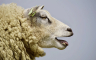 Kopa jamu za 3.000 ovaca: Prisiljen ih je sve ubiti