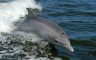 Naučnici: Crnomorski delfini na ivici izumiranja