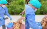 Obukao se kao hirurg pa "operisao" pečeno janje za 1. maj (VIDEO)