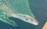 U Jadranu ulovljena riba čiji je otrov 1.200 puta jači od cijanida
