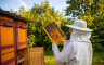 Klimatske promjene i lažni med najveći problem pčelara
