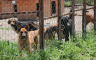 Sarajevo dobija najmoderniji Centar za udomljavanje pasa