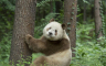 Peking vraća džinovske pande u Vašington