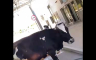 Krava stala na granicu i blokirala prolaz vozilima (VIDEO)
