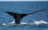 Građani upozoreni: U Jadranskom moru viđen kit
