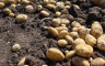 U Rogatici krompir zasijan na 283 hektara, više nego lani