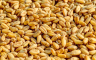 Ratari priželjkuju pola marke za kilogram pšenice