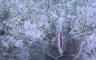 U Jadranu pronađena još jedna živa plemenita periska (VIDEO)