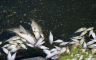 Horor prizor u rijeci Kolubari: Stotine mrtvih riba pluta po površini