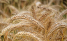 Isplata direktne podrške za pšenicu do 15. jula
