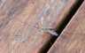 Novi termin akcije suzbijanja komaraca u Banjaluci