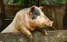 Novi napad svinje: Životinja ugrizla muškarca za međunožje