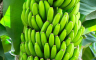 3 načina kako kora banane može da pomogne vašim biljkama
