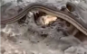 Šokantan snimak sa Jadrana: Htio da snimi delfine, u kadar mu upala džinovska zmija (VIDEO)