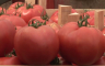 Pink rok paradajz osvaja tržište