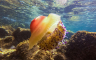 Sve više meduza na sjevernom Jadranu
