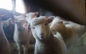 Grčka testira hiljade koza i ovaca na kozju kugu