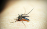 Raj na Zemlji: U ovoj državi nema komaraca