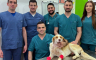 Operisan brutalno ranjeni pas Umut: Herkul mu dao krv, doktor Lukač operisao (FOTO)