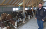 Isplatilo se: Sanski farmeri proizveli rekordne količine mlijeka