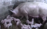 Šok i radost u porodici Marčić: Krmača oprasila 25 prasadi (VIDEO)