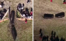 Incident na koridi u BiH: Vrata arene ostala otvorena, bikovi pobjegli među publiku (VIDEO)