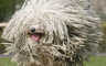 Komondor pas – Neobičan čuvar koji spada među najružnije rase pasa