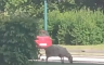 Ovca pobjegla pred Kurban-bajram: "Znala je šta je čeka" (VIDEO)